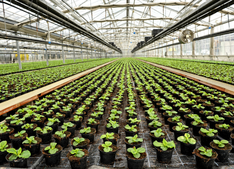 Nurseries